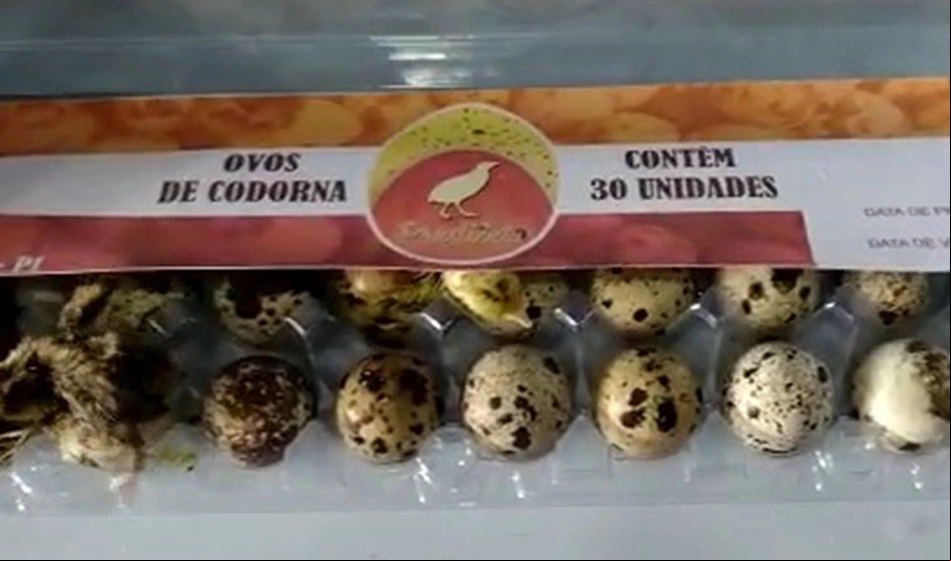 Filhotes de codorna que nasceram em Campo Maior