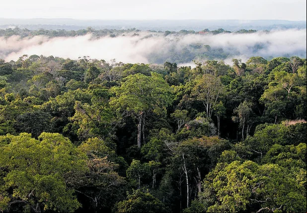 Nuvem de areia do Deserto do Saara chega a Floresta Amazônica