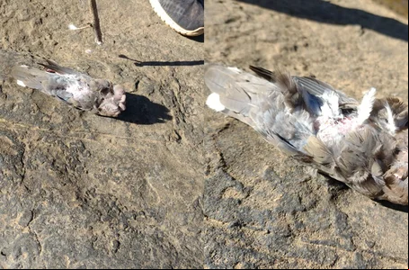 A causa das mortes ainda é um mistério