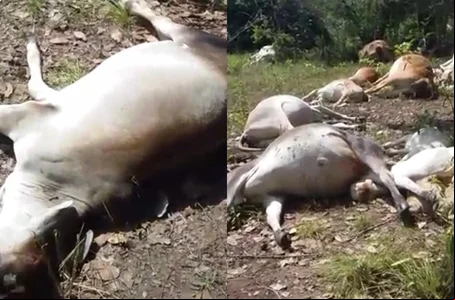 Raio cai em fazenda de Agricolândia e mata 57 cabeças de gado
