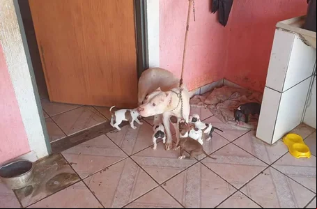 Vídeo chocante mostra homem pisando em cachorra no DF
