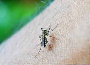 Mosquito da dengue
