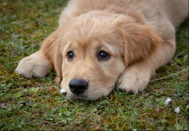 Cachorro