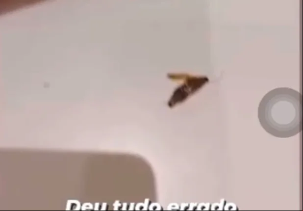 Cliente publicou vídeo após achar barata em lanche de fast food