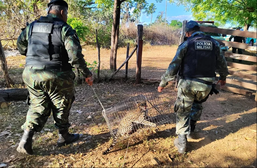 Policiais do Batalhão de Policiamento Ambiental (BPA)