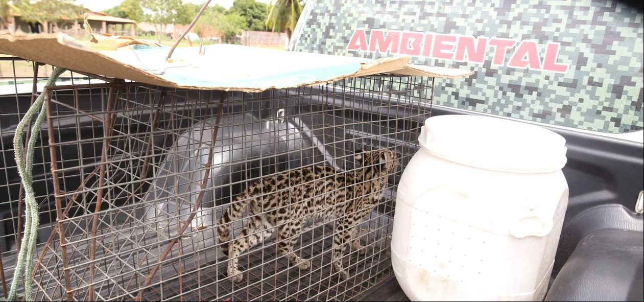 Felino é dócil e será avaliado por veterinários sobre retorno ao habitat natural