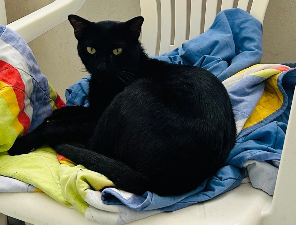 Gato preto