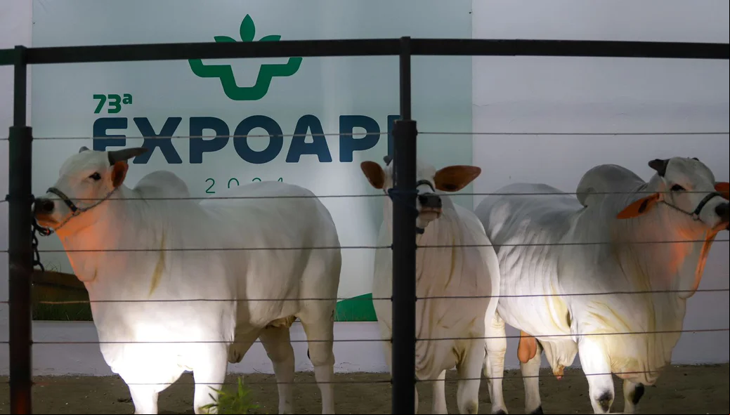 A Expoapi 2024 começa no dia 2 de dezembro