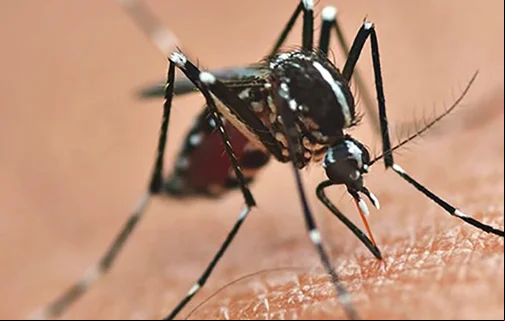 Mosquito transmissor da dengue, chikungunya e zika.