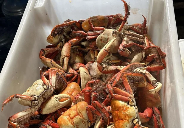 15 kg de caranguejos-uçá apreendidos pela Semarh
