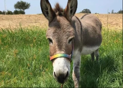 Perry, o burro que inspirou a criação do personagem Burro nas animações de Shrek