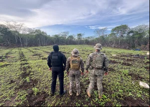 Plantação de maconha em 3 hectares de terras em São João da Serra