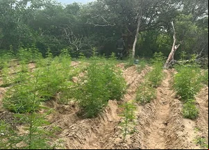Plantação de maconha foi incinerada