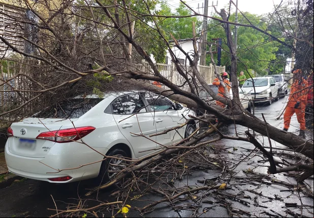 Árvore caiu em cima de carro no bairro Monte Castelo