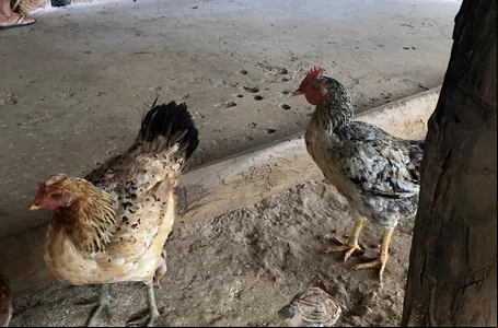 Galinhas