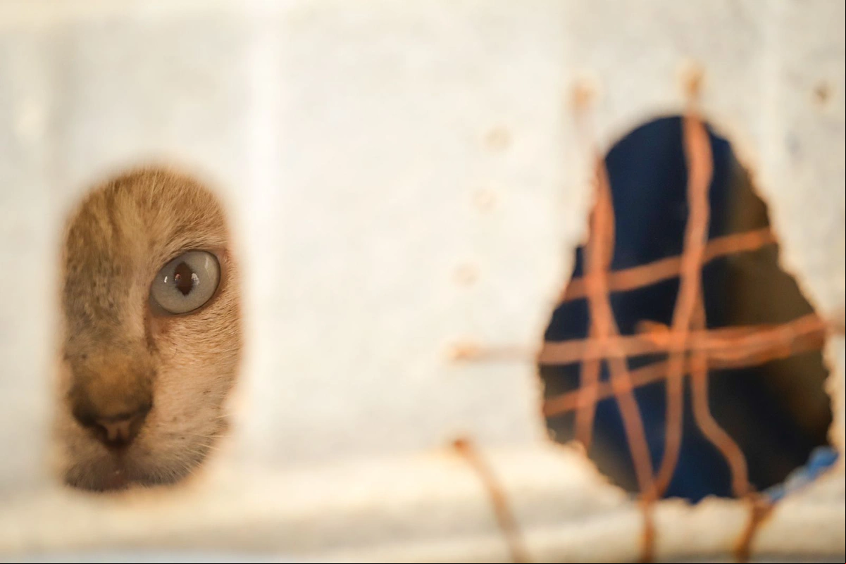 Gatinho apreendido durante operação