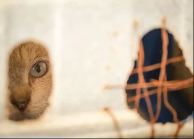 Gatinho apreendido durante operação