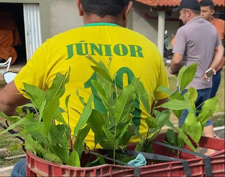 Mudas frutíferas