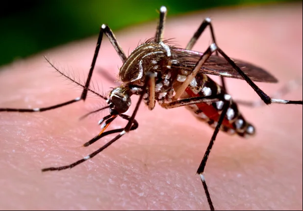 Mosquito Aedes Aegypti