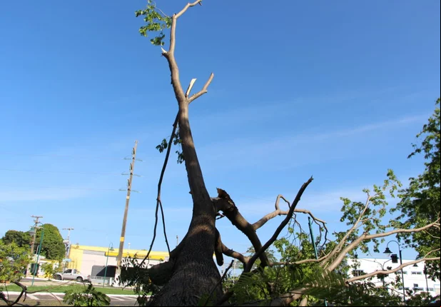 Queda de árvore causa transtornos em Teresina
