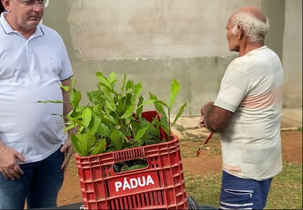 Prefeitura de Sigefredo Pacheco distribui mudas frutíferas e nativas