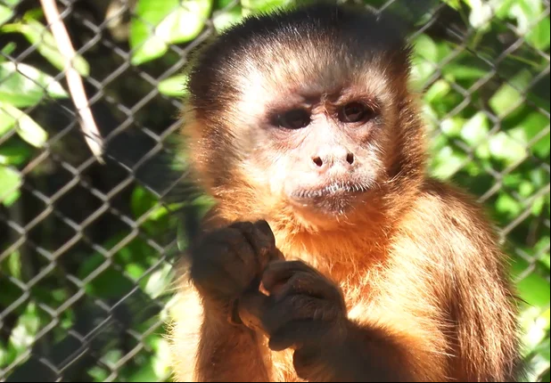 Saiba como está o macaco que viralizou em vídeo amolando faca no PI